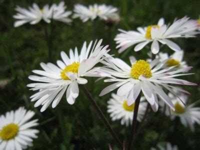 松樹開白花|+10種帶白花的植物